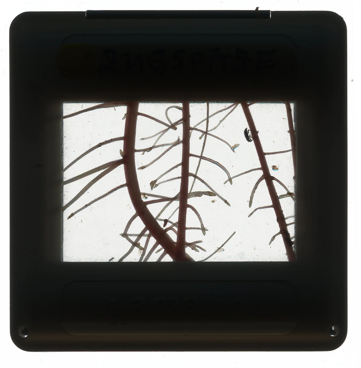Maquina de luz #12
